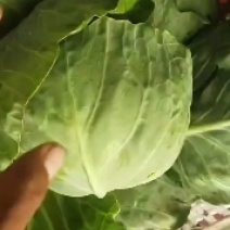 张北基地精品甘蓝大量上市