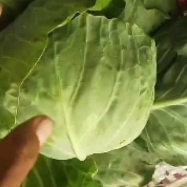 张北基地精品甘蓝大量上市