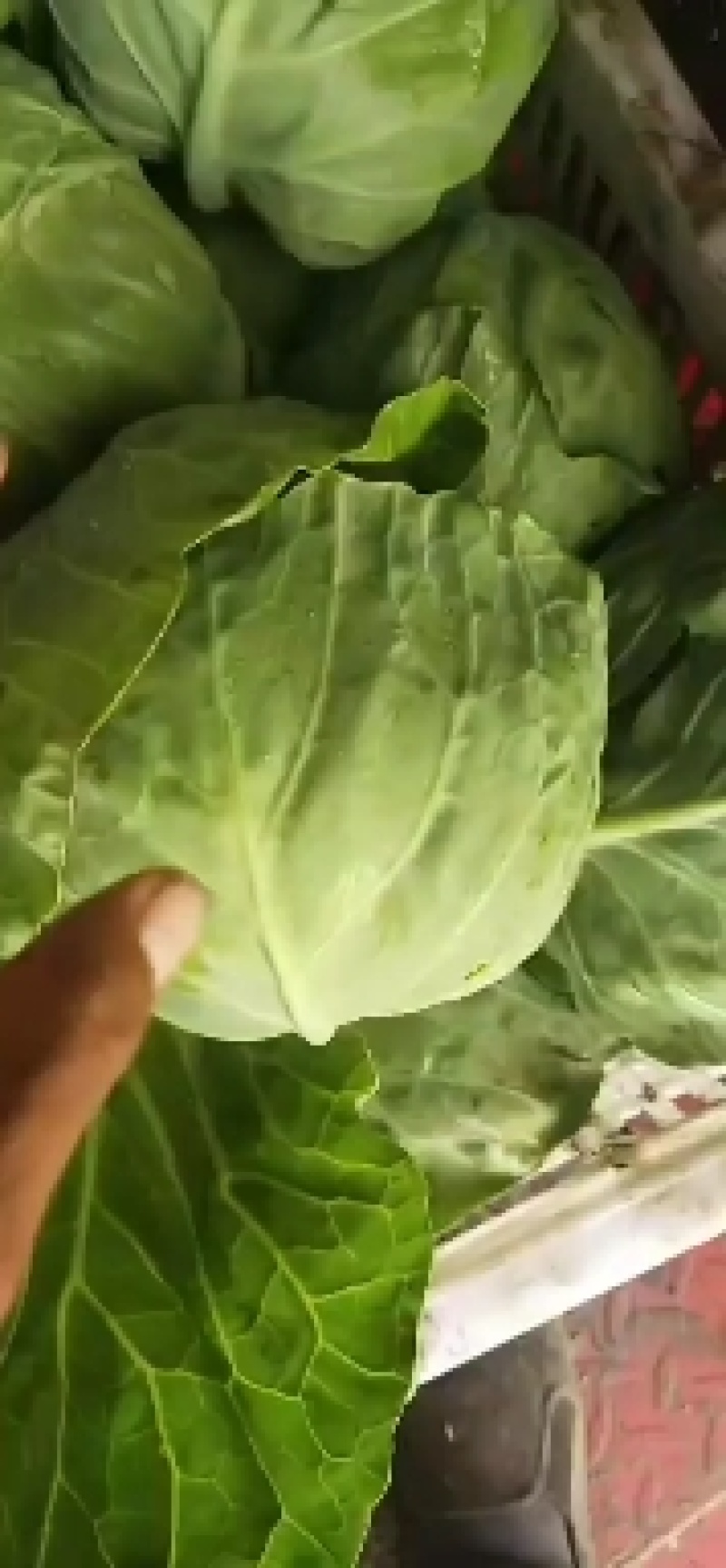 张北基地精品甘蓝大量上市