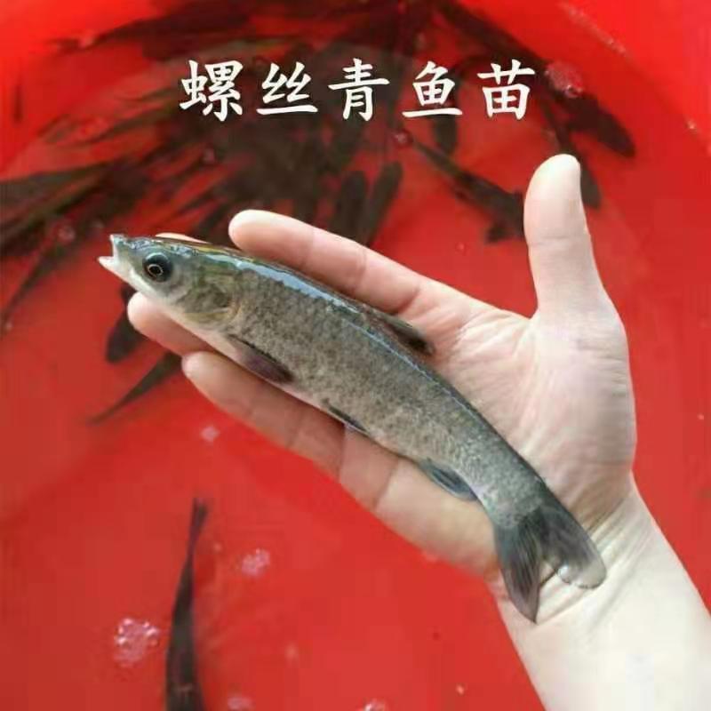 螺蛳青青鱼草鱼（常年出售优质青鱼苗）