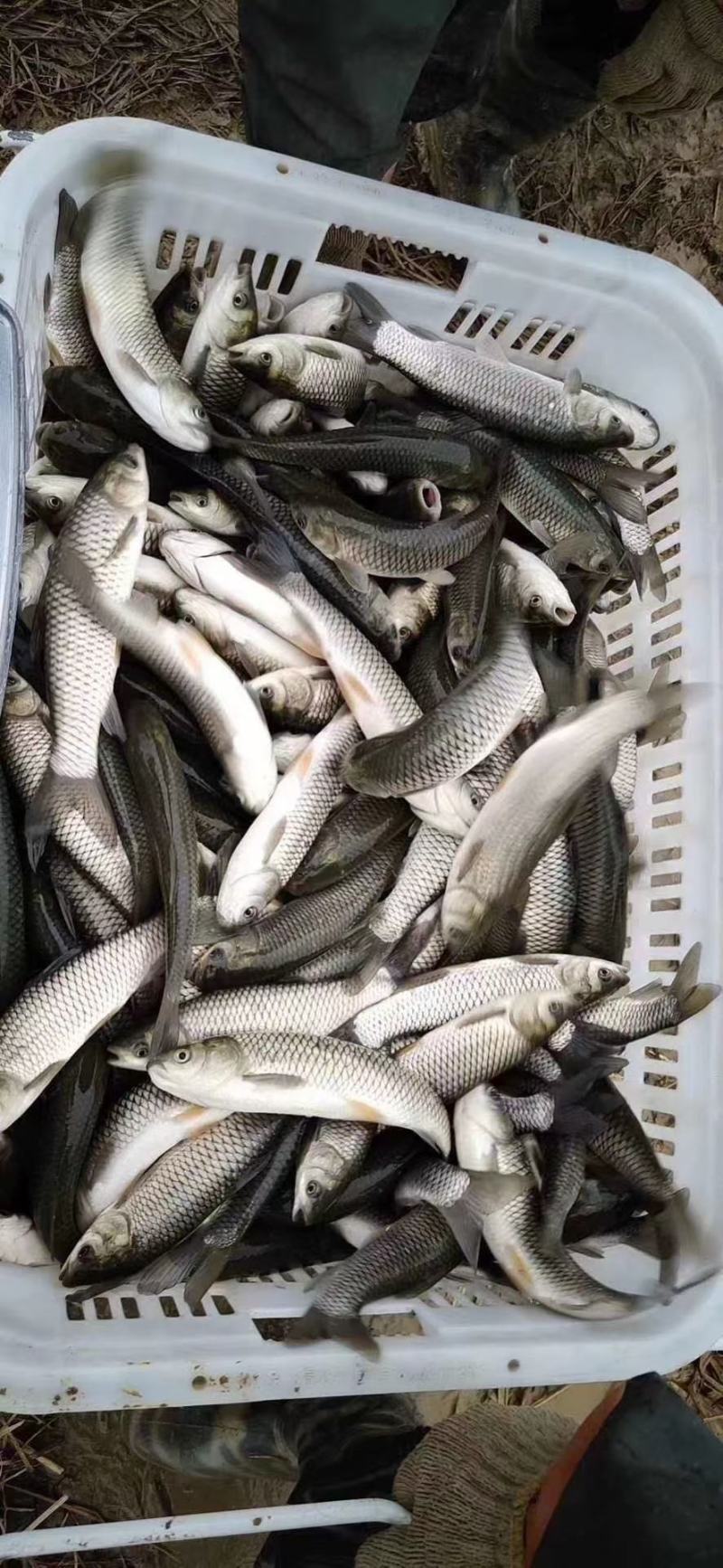 螺蛳青青鱼草鱼（常年出售优质青鱼苗）