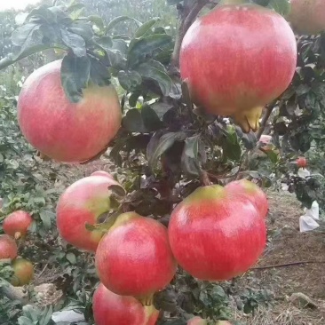 会理软籽石榴大量上市，皮薄肉多，价格美丽，需要的联系我