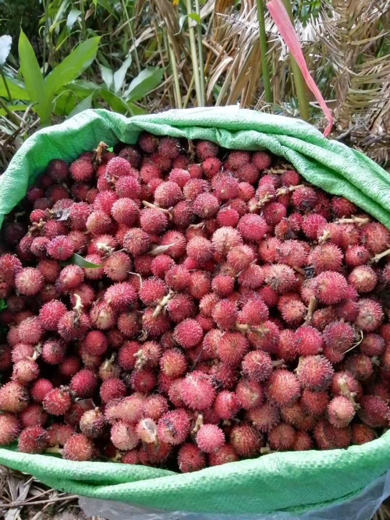 云南红河州砂仁