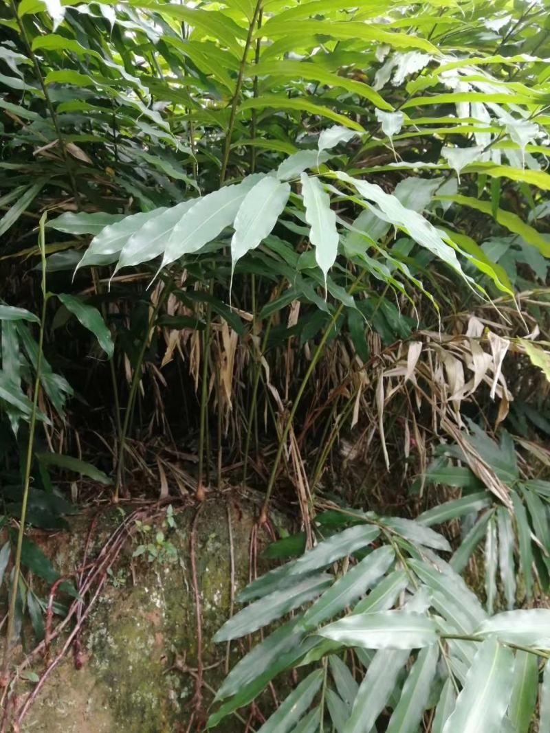 云南红河州砂仁
