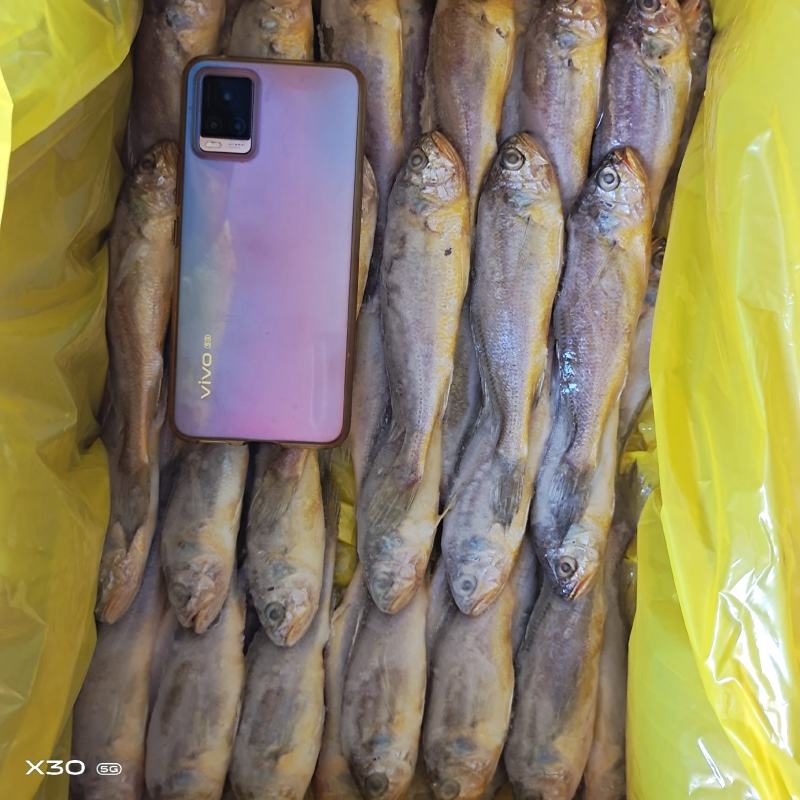 黄花鱼鲜活速冻，可视频看货烧烤原材料产地直销量大从优