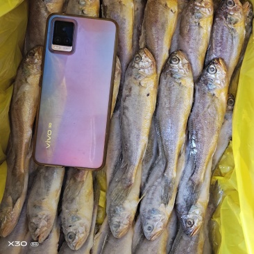 黄花鱼鲜活速冻，可视频看货烧烤原材料产地直销量大从优