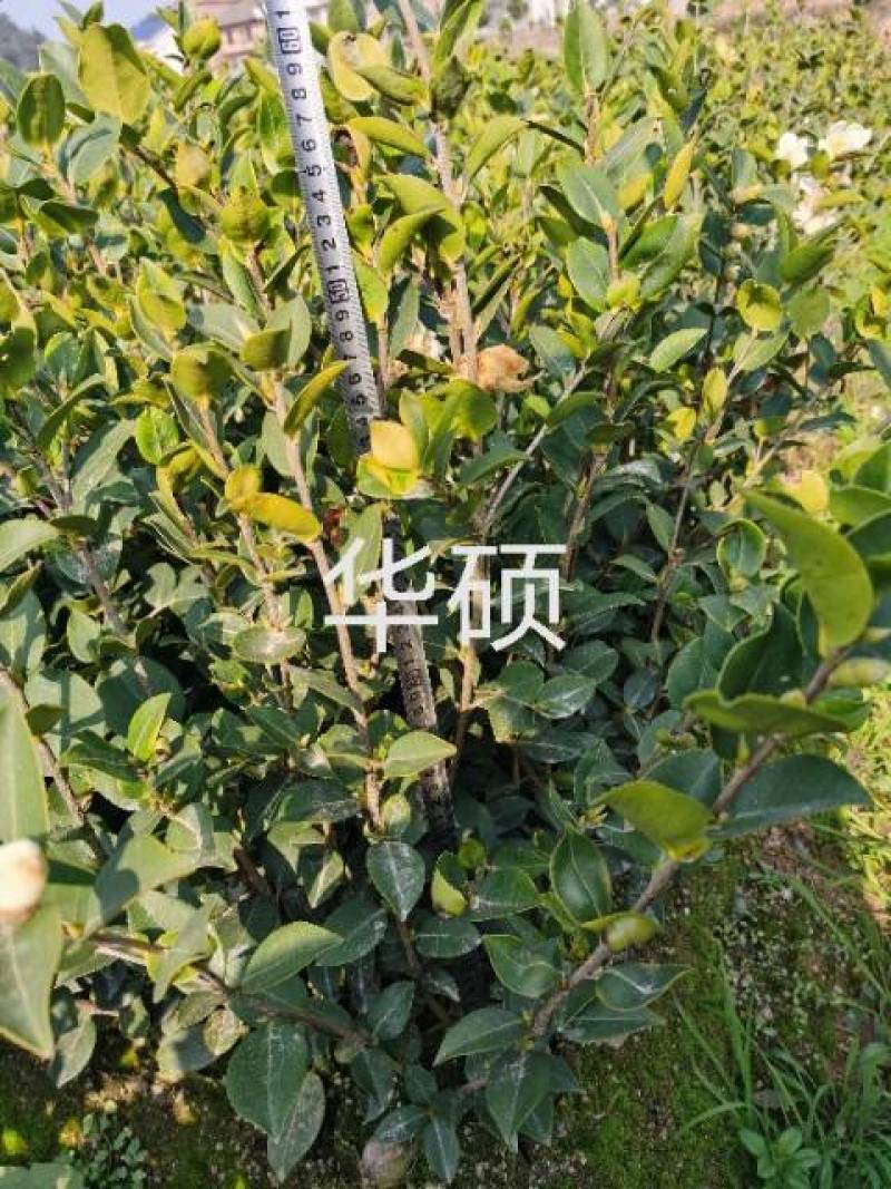 良种嫁接高产油茶苗