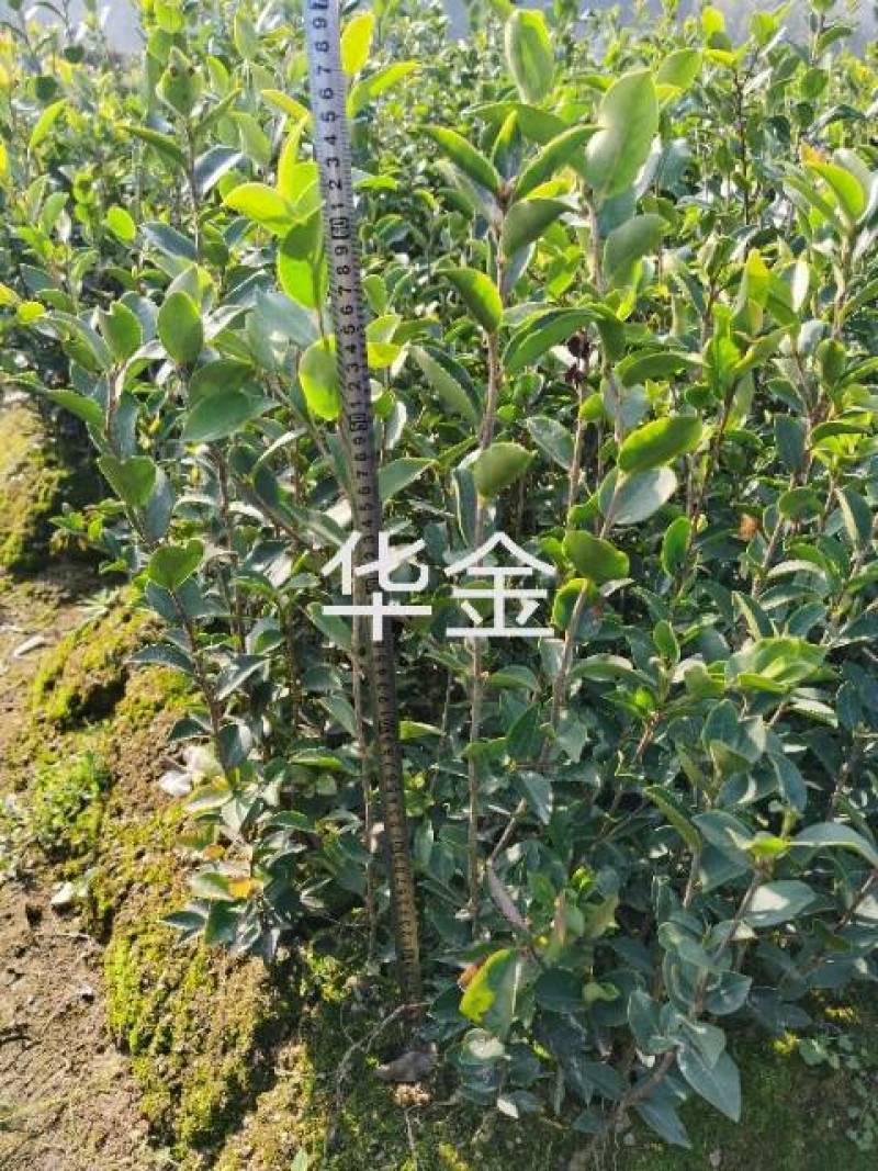 良种嫁接高产油茶苗