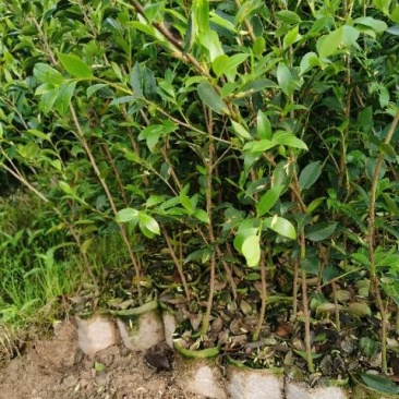 良种嫁接高产油茶苗