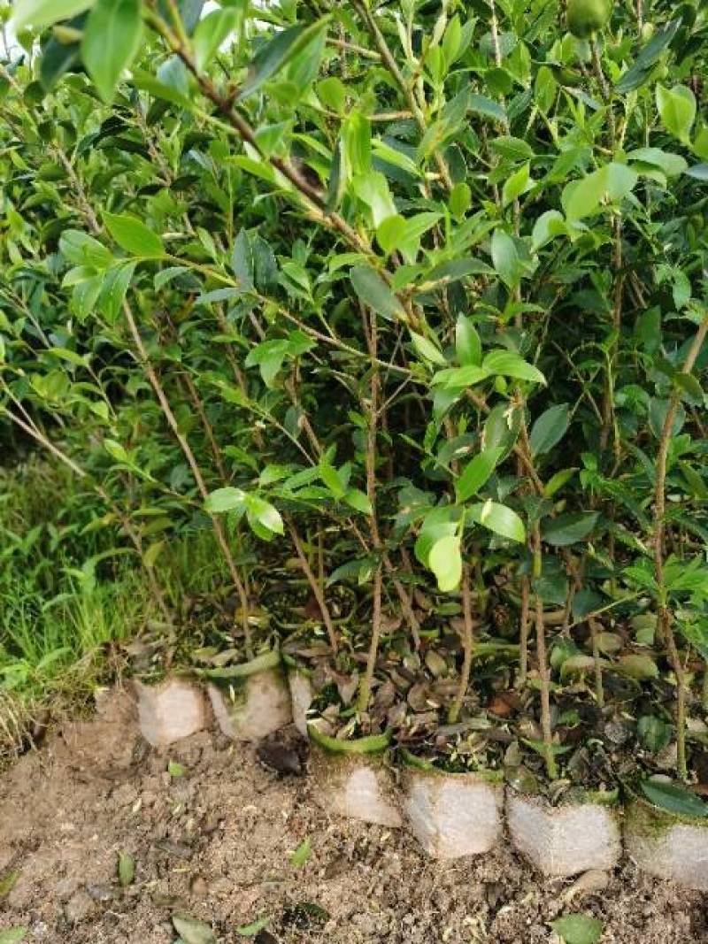 良种嫁接高产油茶苗