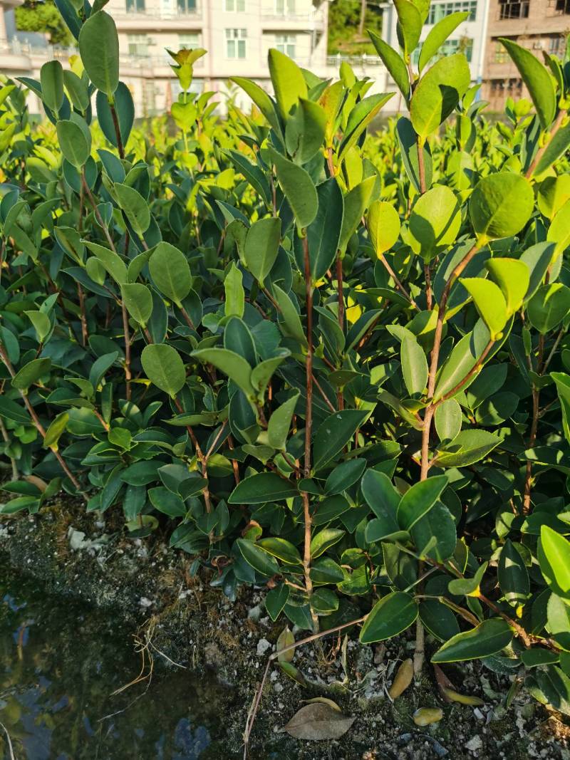 良种嫁接高产油茶苗