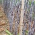 大灰种，基因种黑皮甘蔗大量上市！6～8斤，6～8cm，2