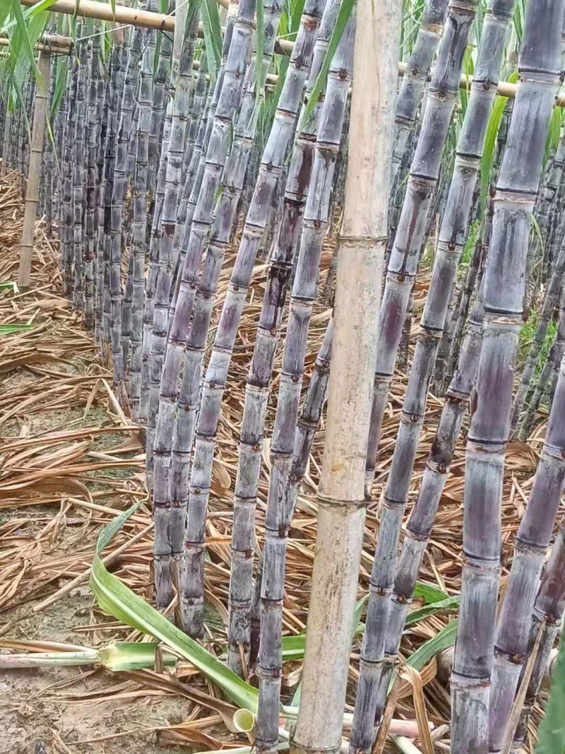 大灰种，基因种黑皮甘蔗大量上市！6～8斤，6～8cm，2