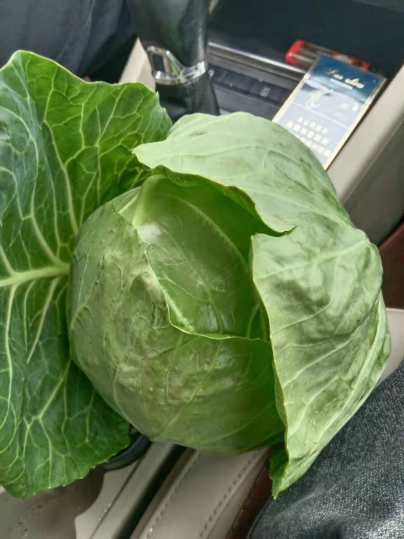 甘肃甘蓝