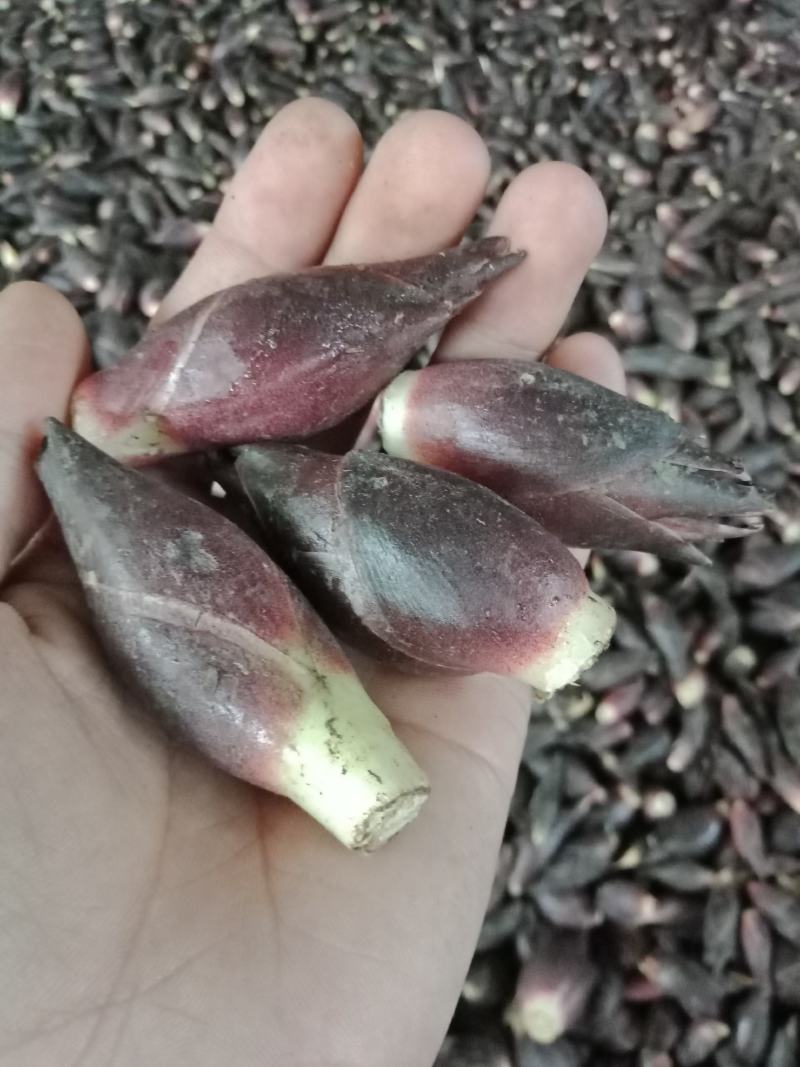 洋荷新鲜阳荷批发产地直销一件包邮铭荷