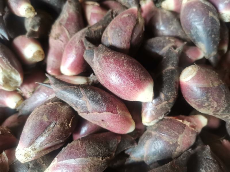 洋荷新鲜阳荷批发产地直销一件包邮铭荷