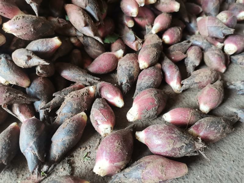 洋荷新鲜阳荷批发产地直销一件包邮铭荷