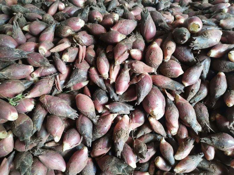 洋荷新鲜阳荷批发产地直销一件包邮铭荷