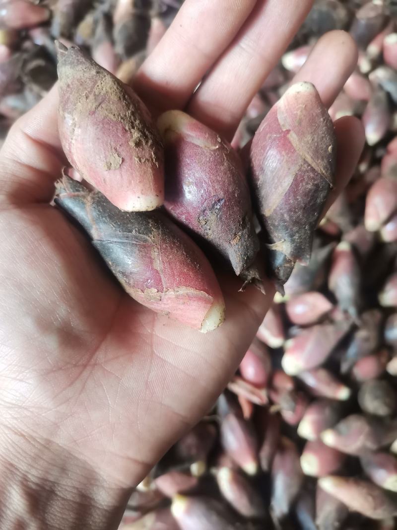 洋荷新鲜阳荷批发产地直销一件包邮铭荷