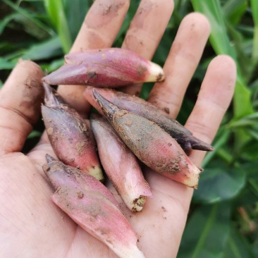 洋荷新鲜阳荷批发产地直销一件包邮铭荷