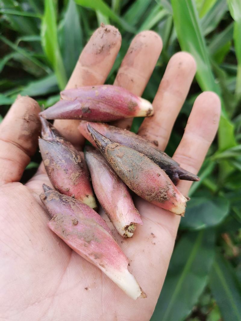 洋荷新鲜阳荷批发产地直销一件包邮铭荷