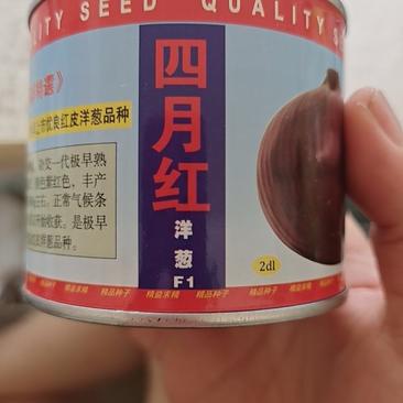 优质进口紫皮洋葱种子——早红福