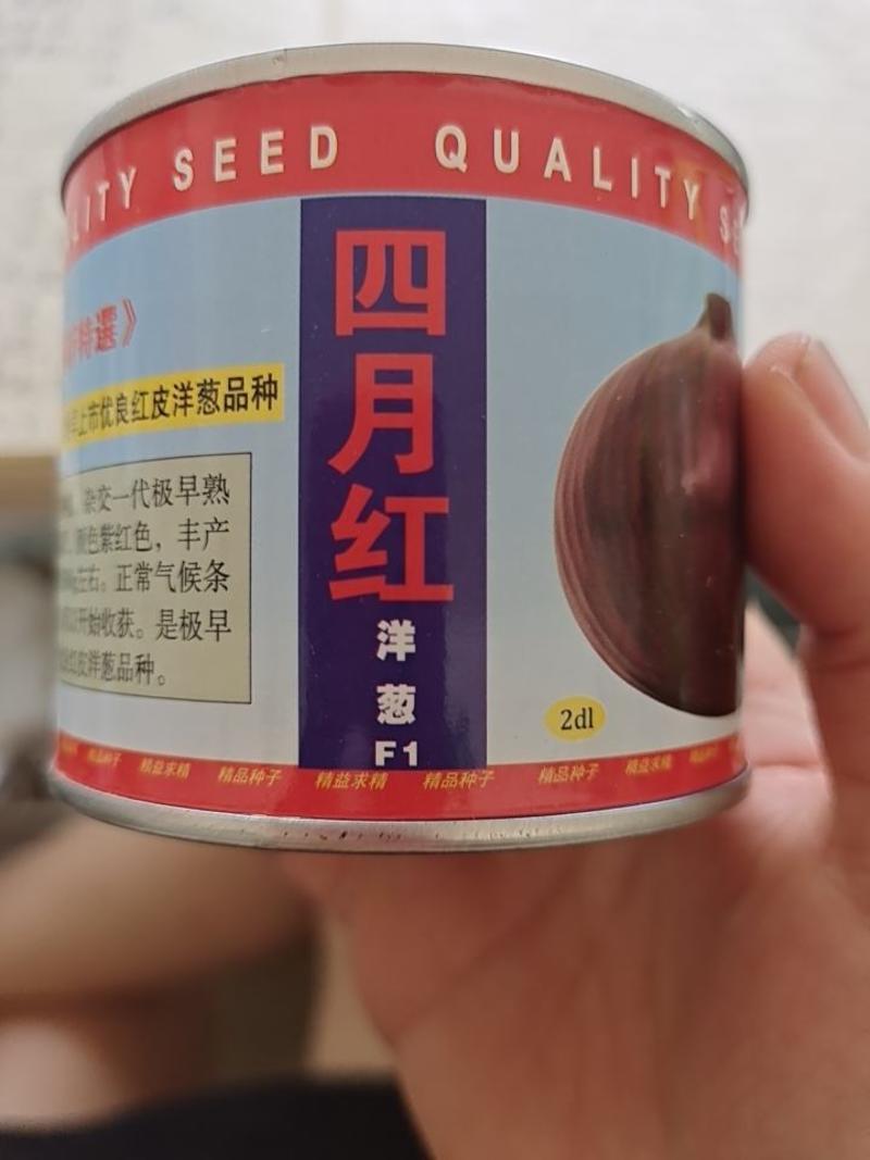 优质进口紫皮洋葱种子——早红福
