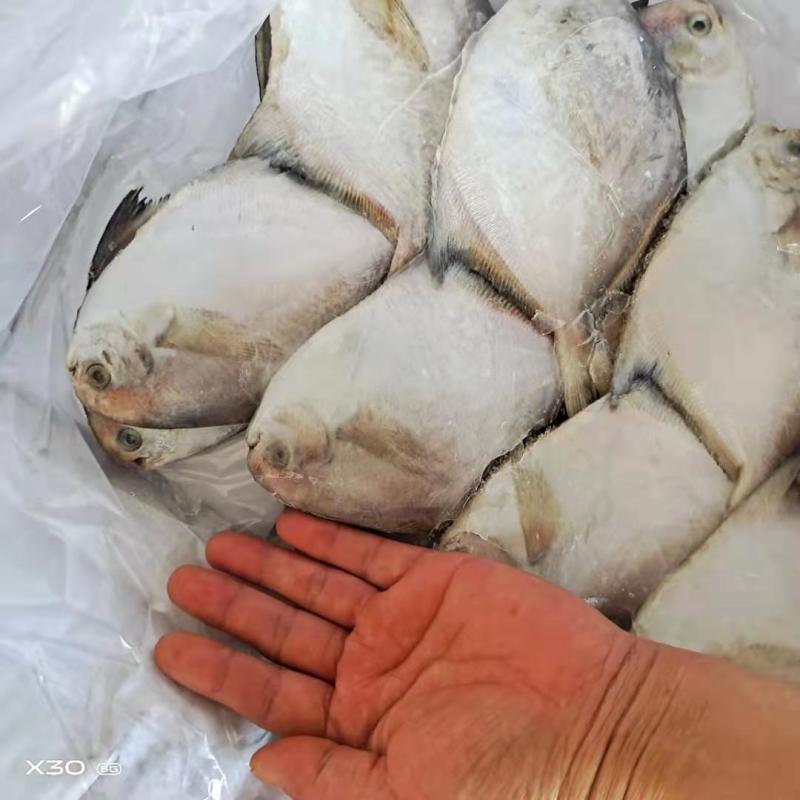 银鲳鱼鲜活速冻质量特别好可视频看货！产地直发不包邮
