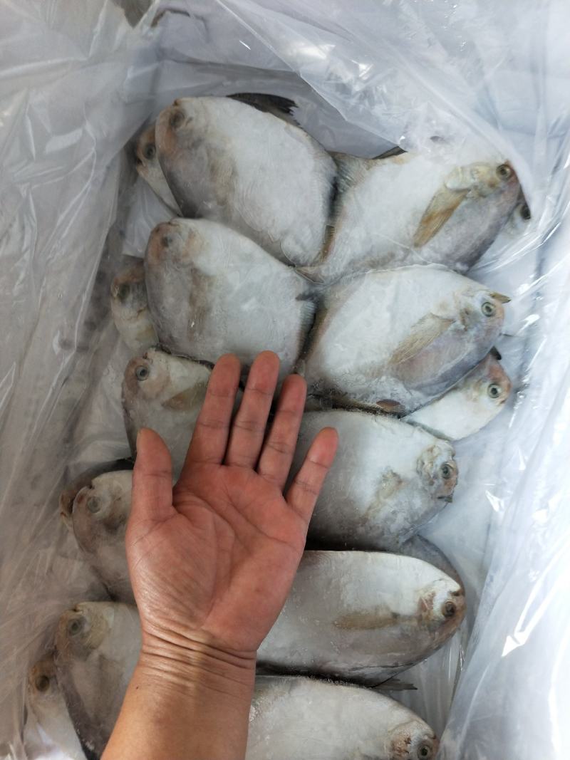 银鲳鱼鲜活速冻质量特别好可视频看货！产地直发不包邮