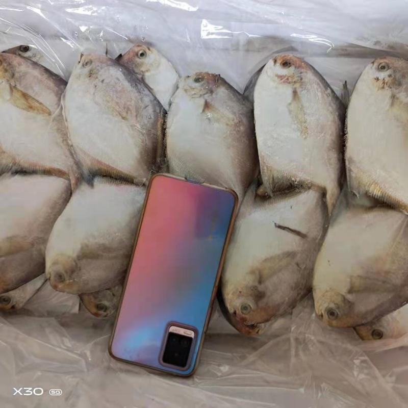 银鲳鱼鲜活速冻质量特别好可视频看货！产地直发不包邮
