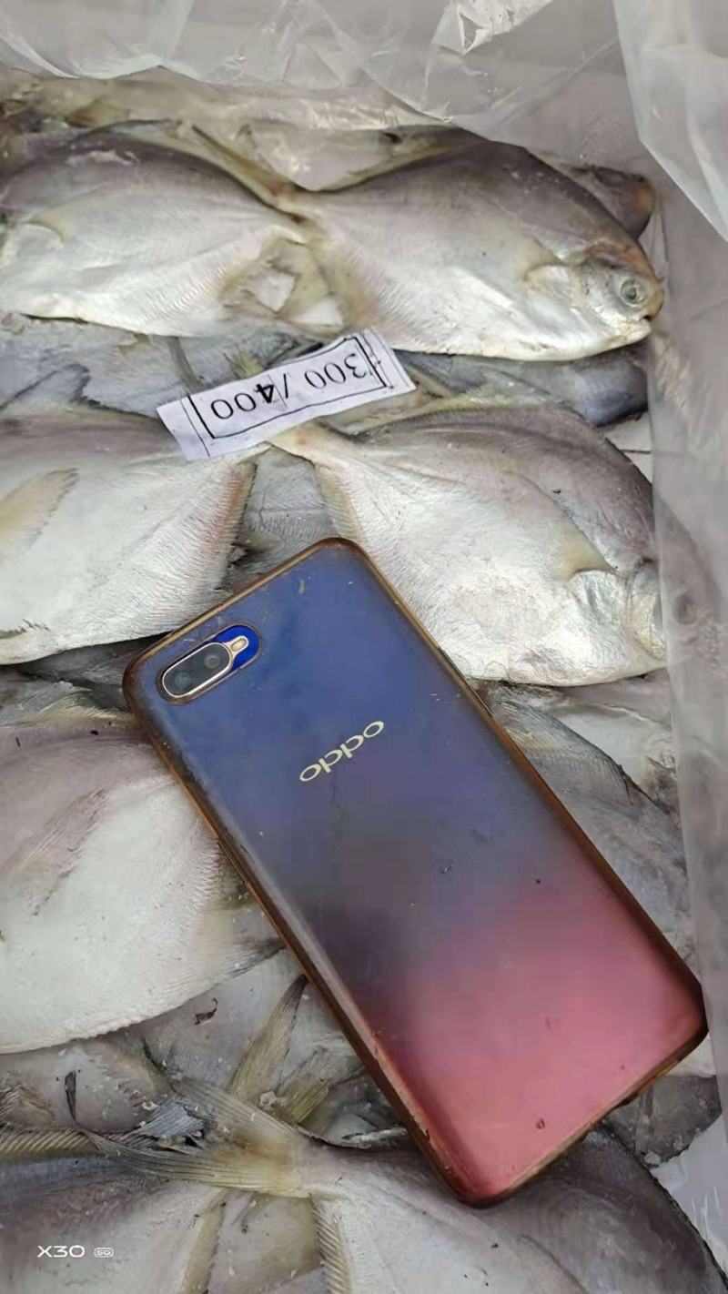 银鲳鱼鲜活速冻质量特别好可视频看货！产地直发不包邮