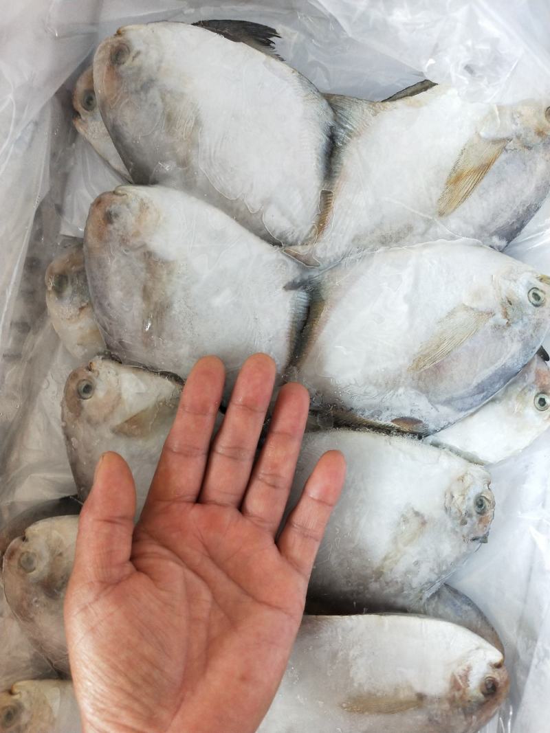 银鲳鱼鲜活速冻质量特别好可视频看货！产地直发不包邮