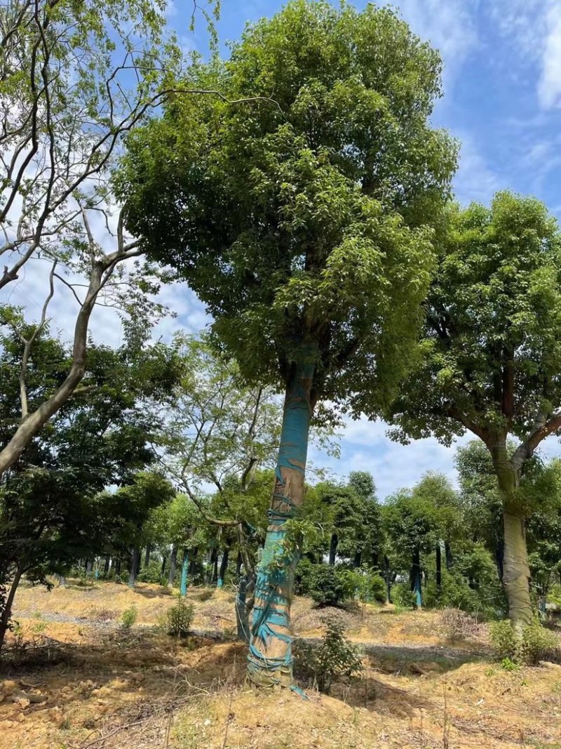 香樟生货熟货10公分12公分15公分18公分20公分