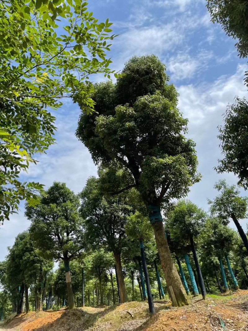 香樟生货熟货10公分12公分15公分18公分20公分