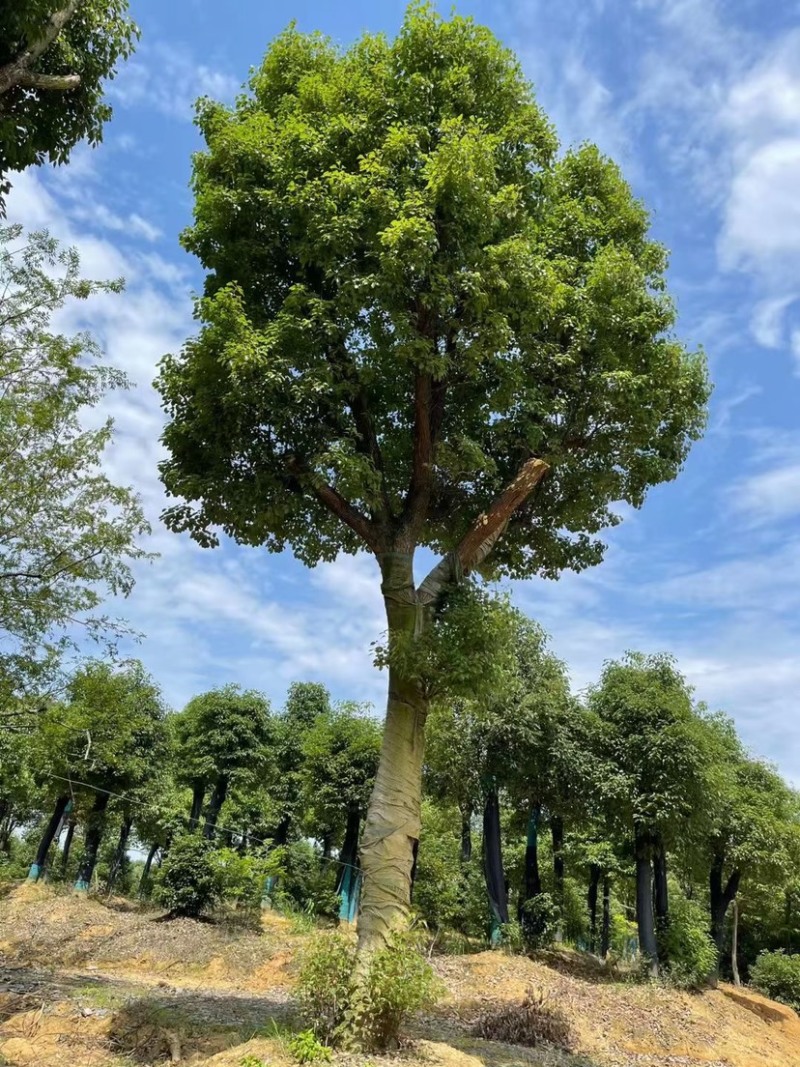 香樟生货熟货10公分12公分15公分18公分20公分