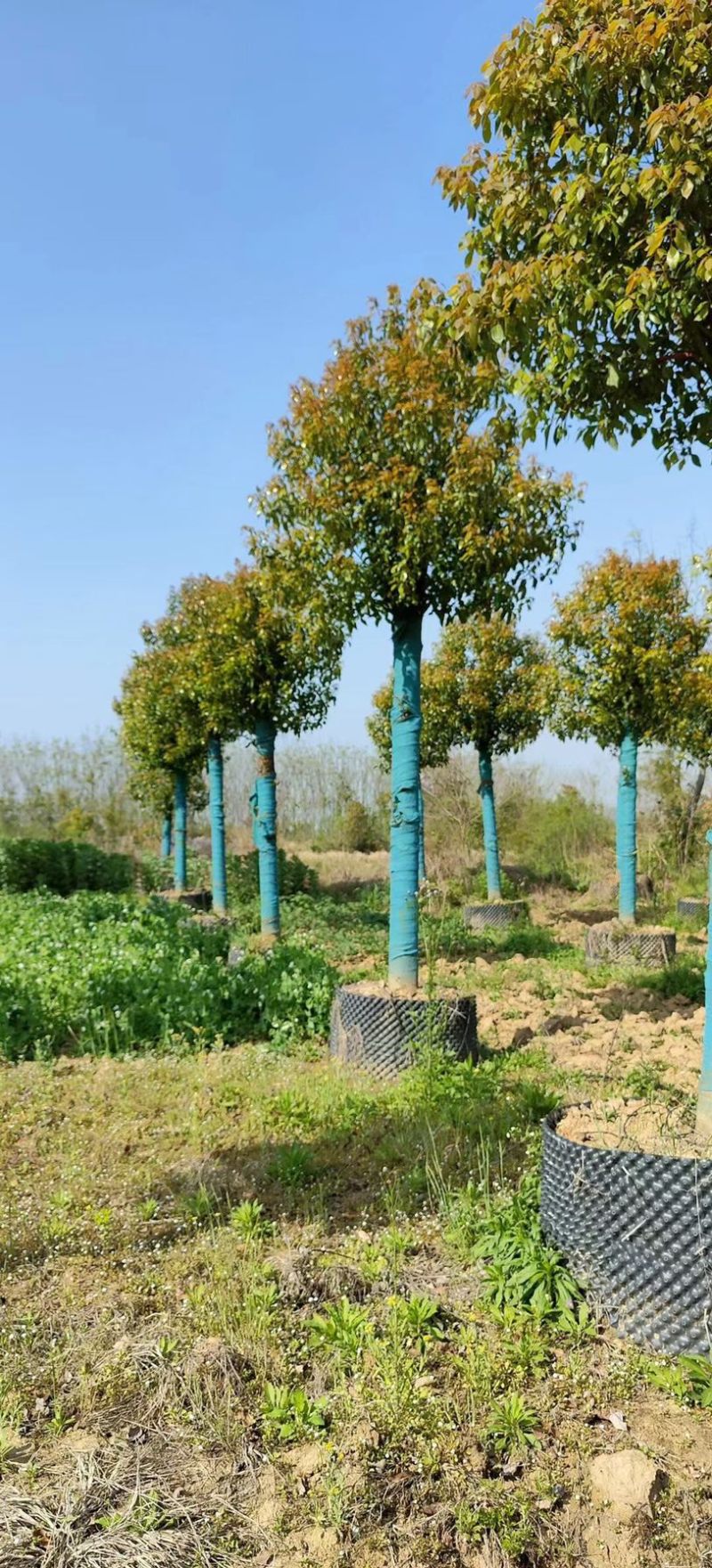 香樟生货熟货10公分12公分15公分18公分20公分