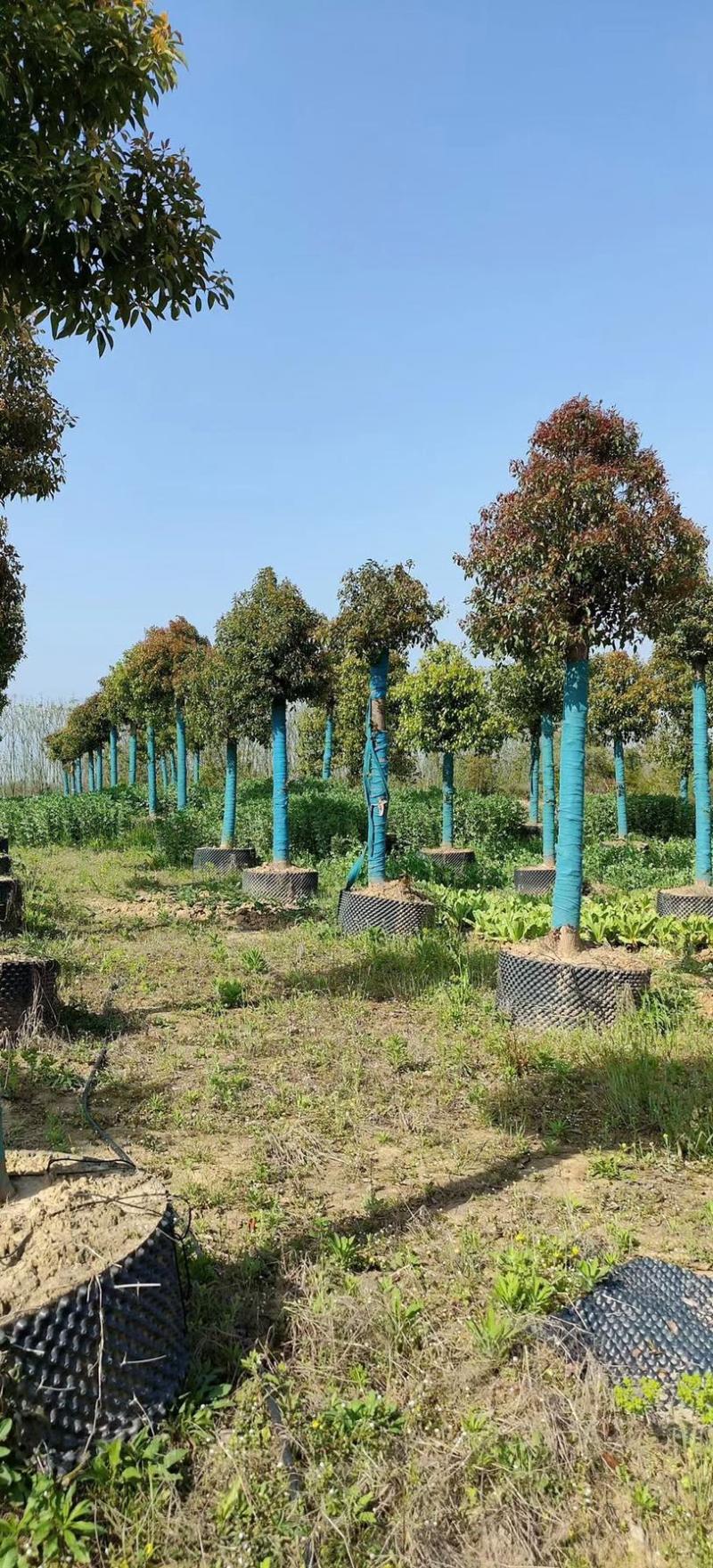 香樟生货熟货10公分12公分15公分18公分20公分