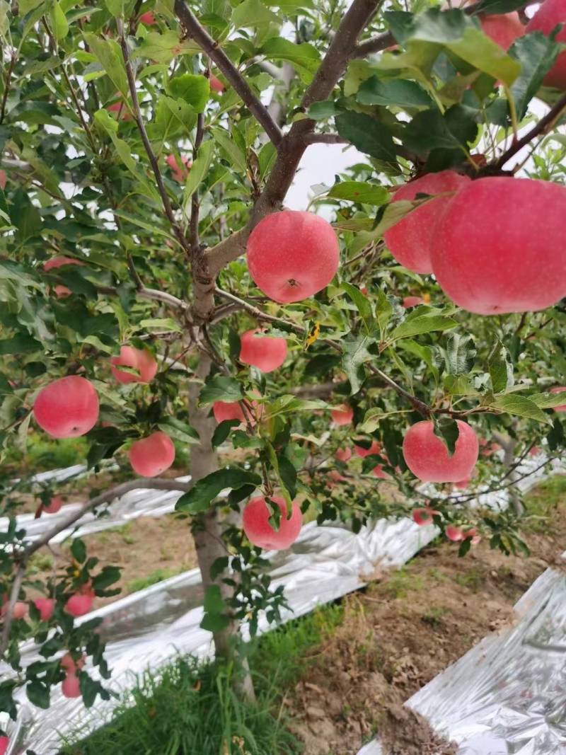 洛川优生区嘎啦纸袋红嘎啦即将上市，有需要的客户联系