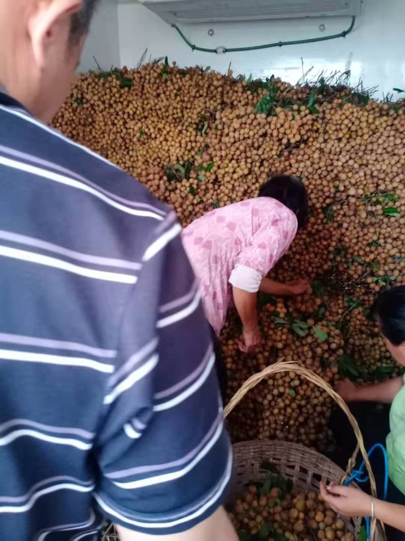 石夹龙眼