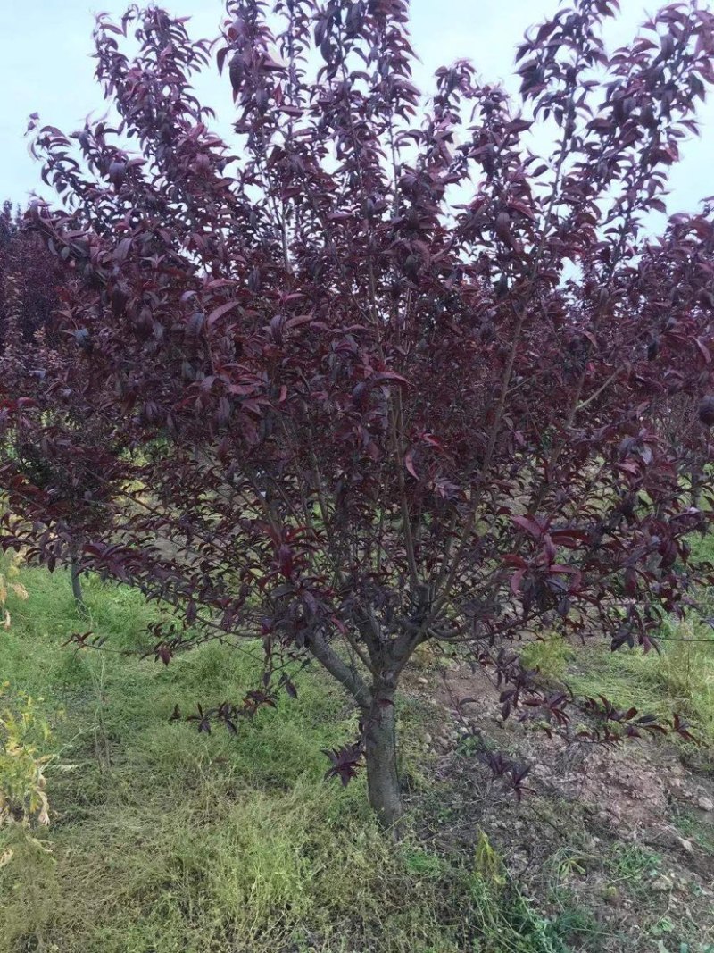 红叶碧桃8公分10公分12公分15公分红叶碧桃~青叶碧桃