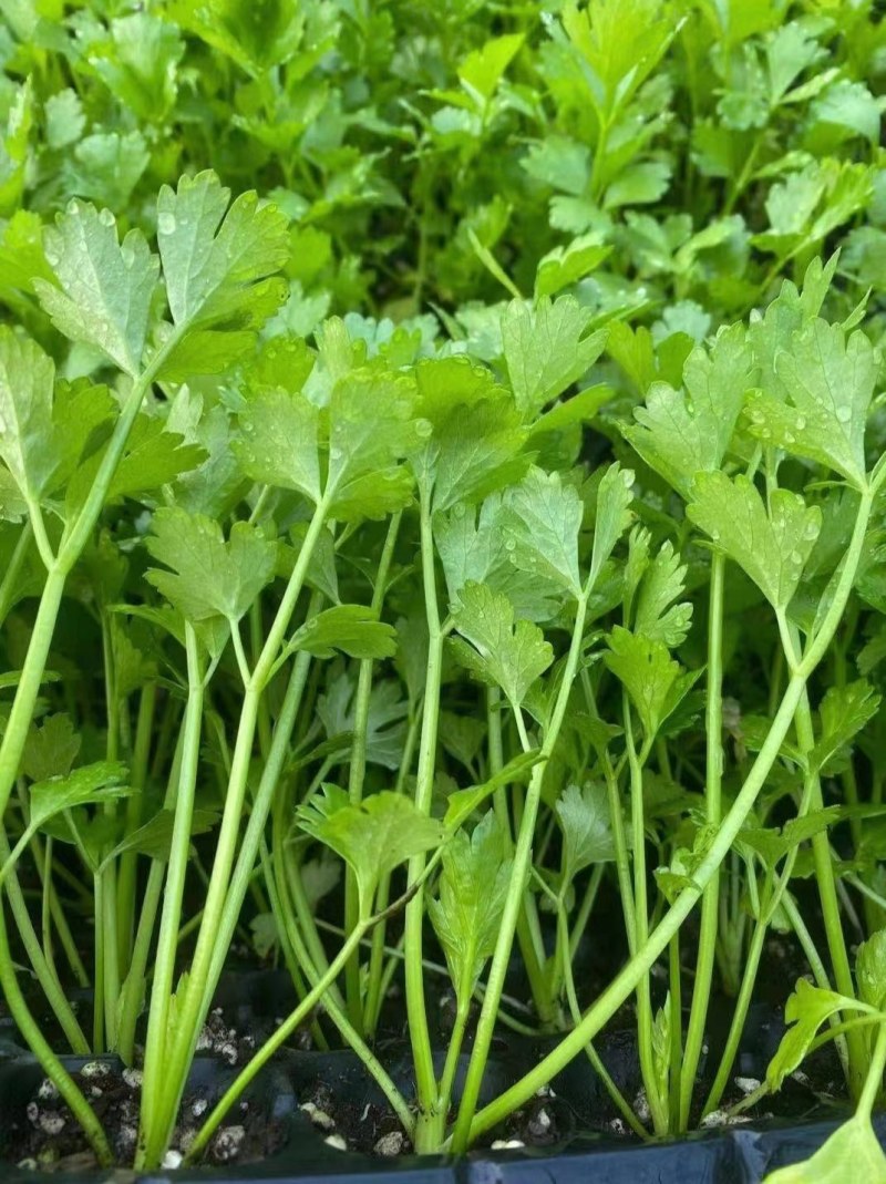 芹菜苗美国西芹皇后芹菜苗穴盘芹菜苗白杆香芹苗
