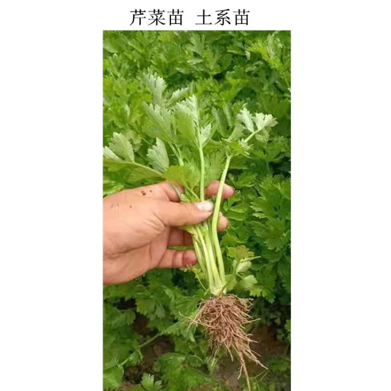 芹菜苗美国西芹皇后芹菜苗穴盘芹菜苗白杆香芹苗