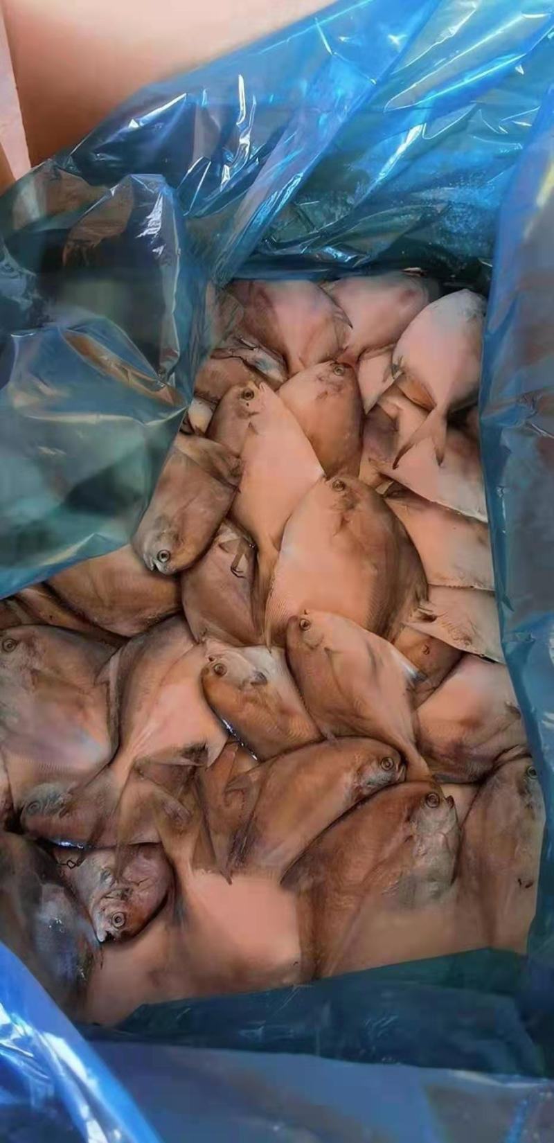 鲳鱼