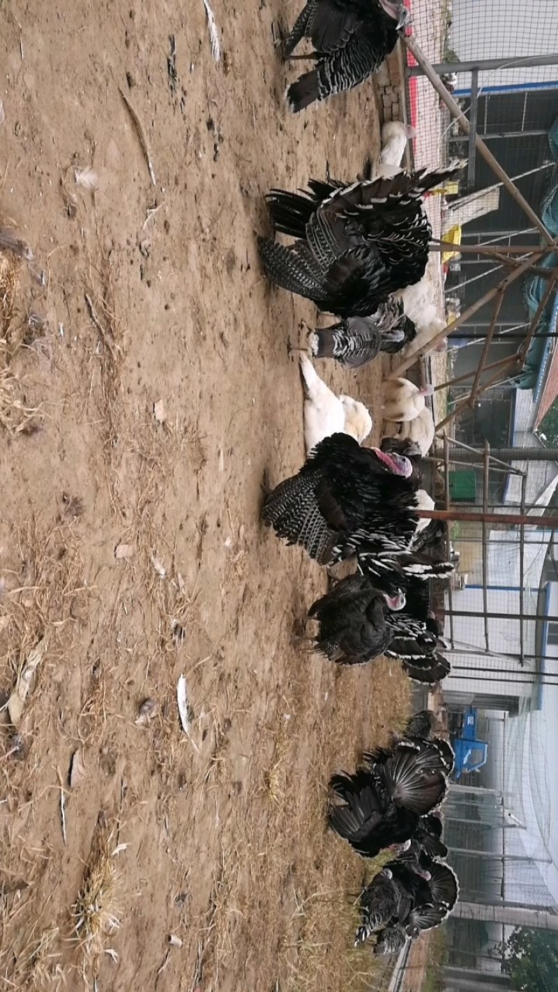供应青年火鸡苗尼古拉火鸡苗火鸡价格