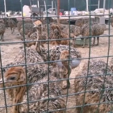 批发非洲鸵鸟苗大脱温鸵鸟苗价格不高