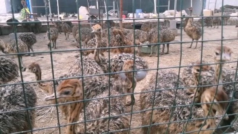 批发非洲鸵鸟苗大脱温鸵鸟苗价格不高
