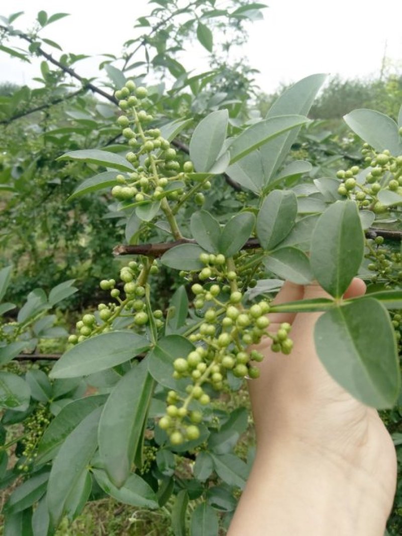 花椒（麻椒）大红袍花椒，产地直销一手货源，麻香味浓。