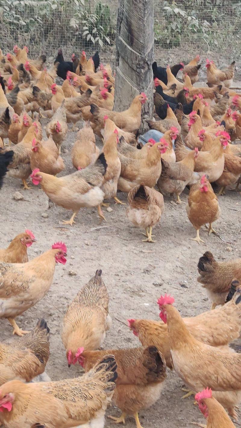 灵山土鸡脱温苗疫苗齐全鸡群健康保质保量