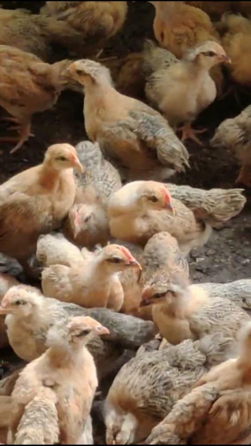 灵山土鸡脱温苗疫苗齐全鸡群健康保质保量