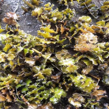 菹草麦黄草虾藻石芽养龙虾低温水草